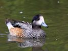 Chiloe Wigeon (WWT Slimbridge July 2013) - pic by Nigel Key